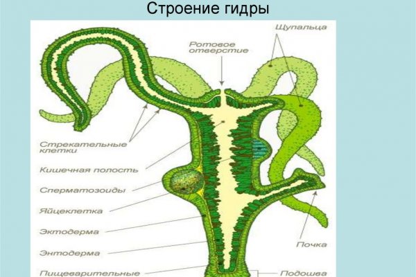 Black sprut зеркало расширенное для пк