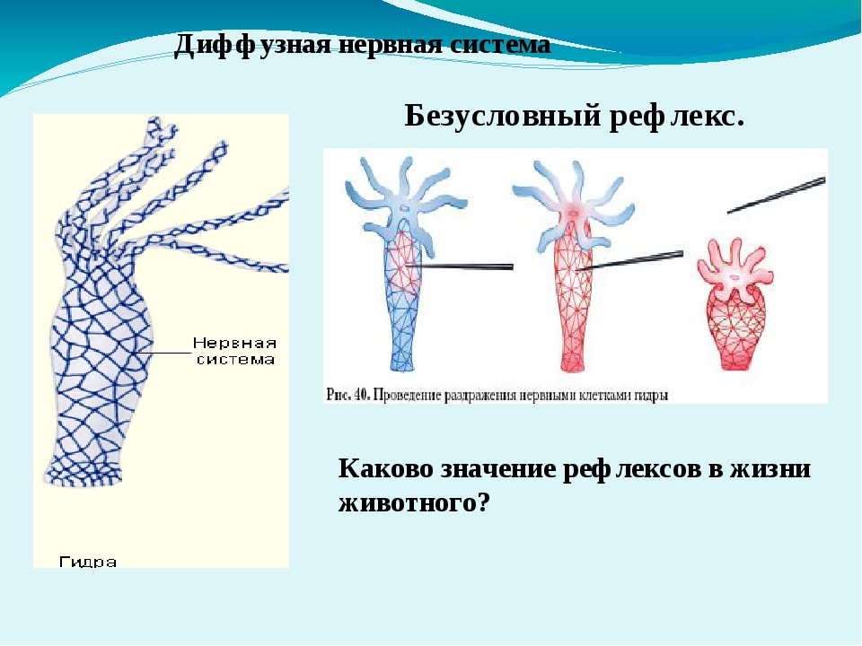 Блэк спрут или кракен